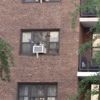 Video: Blue Jays Battle Hawk To Free Captured Comrade In Murray Hill